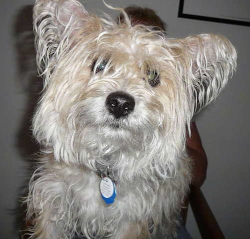 Close up head and upper body shot of a longhaired, tan, scruffy looking little dog with a black nose and dark eyes with hair covering them