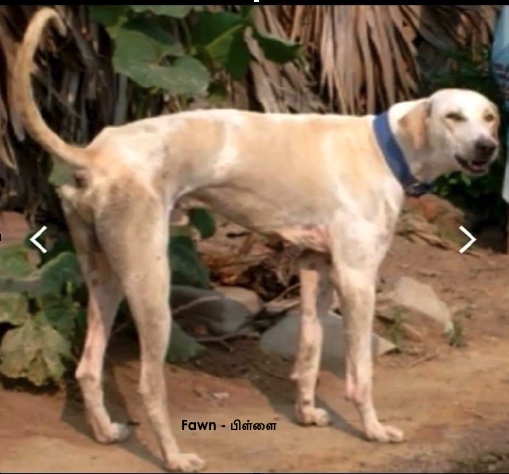 An adult tan and white large breed dog with a long thin tail that curls up and over his back wearing a blue collar standing outside in dirt in front of a plant with large green leaves and large rocks on the ground