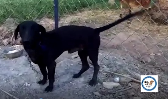 Side view of a long bodied black dog with a long tail standing outside