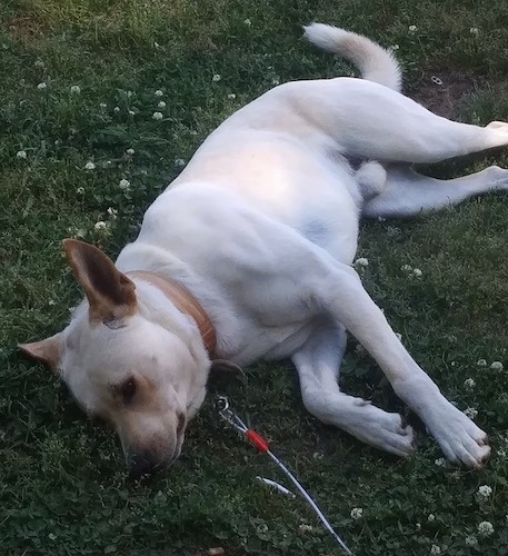 A large breed tan dog with large ears that are standing up as the dog lays on his side in the grass