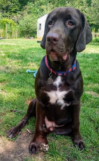 A thick bodied brown dog with white on his chest, ears that hang to the sides sitting outside in grass.