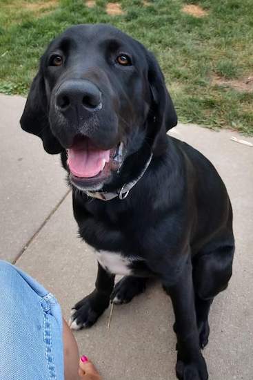 A black dog with a large head and a white chest sitting down on a sidewalk