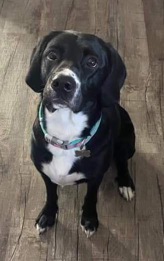 A black dog with soft hanging ears and white markings on her snout, chest and paws sitting on a wooden floor.