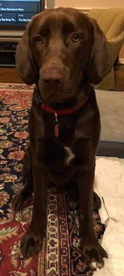 A chocolate brown dog wearing a red collar sitting down on a red oriental rug