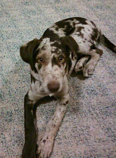 A brown, tan and white spotted puppy with a brown nose and copper eyes laying down