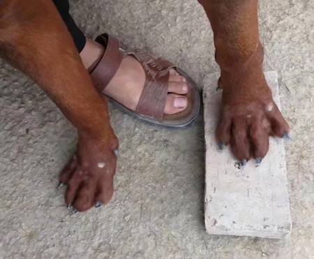 Two large paws of a dog next to a human's foot for size comparison showing how large the dog's paw is