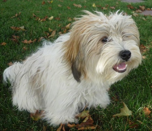 A long coated, white and tan dog with black tips on his long hanging ears, a black nose and dark eyes sitting down outside in grass looking happy with this pink tongue showing