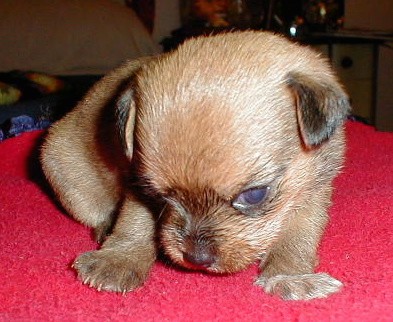 A tiny tan puppy with small v-shaped black ears and a darker stripe down the front of her face laying down on a red blanket