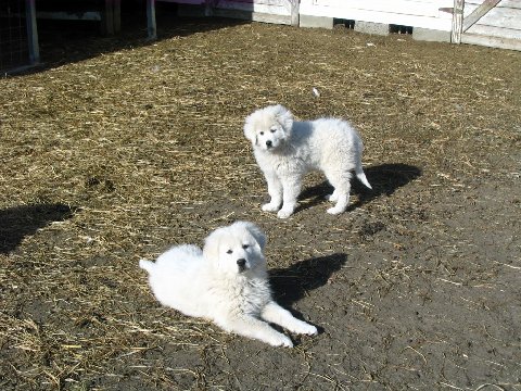Two large breed white dogs with thick coats outside in a farm yard