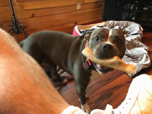 A gray and white, whide chested, big headed dog with an elk horn in her mouth and a person's leg wearing a white sneaker in front of her