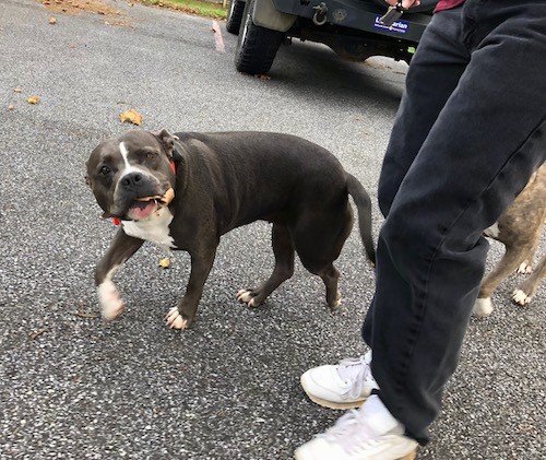 A short coated gray dog with a white chest and paws carrying a dried up brown leaf in her mouth while walking next to a person in a driveway