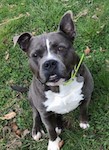 A thick wide gray with white dog that has a big head and a big gray nose sitting down in grass with her ears pinned back smiling with her pink tongue showing.