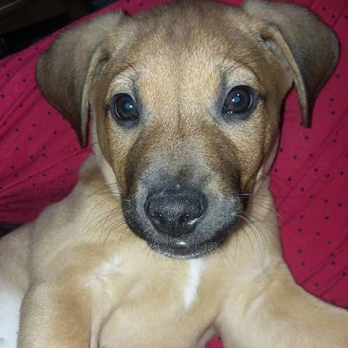 Front view of a small shorthaired, large breed tan with black puppy laying down on a red polka-dot blanket