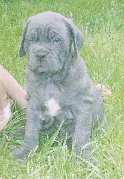 A small, extra skinned, gray wrinkly puppy with a white patch on his chest sitting down in grass wiht one eye open and one eye closed