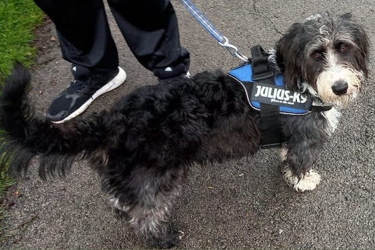 A low to the ground, shaggy black, gray and white dog wearing a therapy vest standing on black pavement