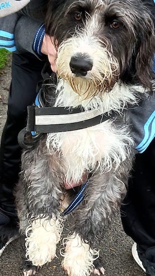 A person holding a shaggy, short-legged, gray and white dog belly out with his front paws up in the air.