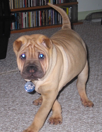 A tan wrinkley puppy with small v-shaped ears that fold over in teh front and a black snout walking across a room in front of a book shelf