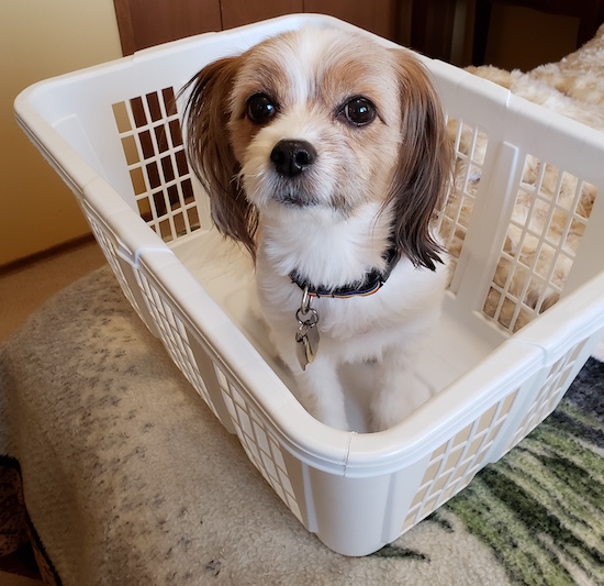 A small tri color dog with long hair on his ears sitting inside of a white plastic laundry basket on a person's bed