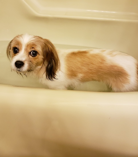 A small sized tan, white and black dog standing inside of a beige bathtub