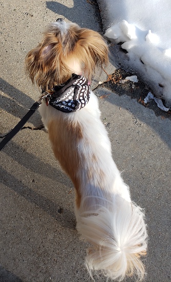 view from the top looking down on a long bodied, short legged small sized dog who is standing outside on a sidewalk wearing a black and white bandana with a fluffy long tail