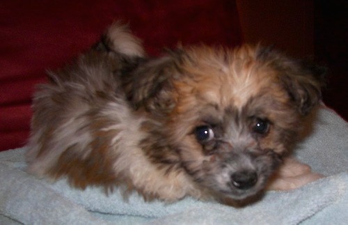 A brown, tan and black, long coated, fluffy little puppy with dark eyes and a black nose laying down on a light blue towel