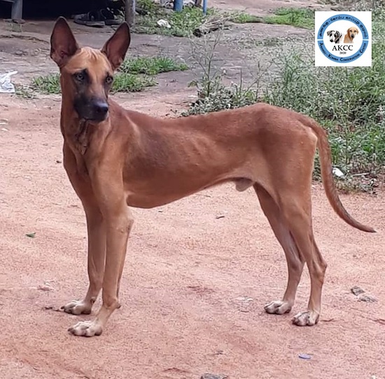 A tall tan dog with a black muzzle and white on his paws standing outside with the AKCC logo at the top right corner of the image