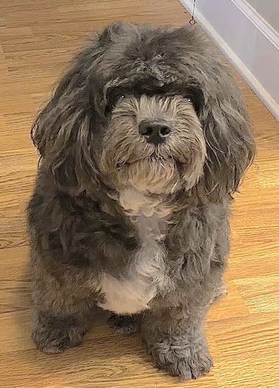 A brown and white long haired small dog sitting down on a hardwood floor