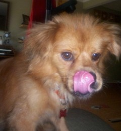 A fluffy, fawn-red colored dog with brown eyes and fluffy ears that fold down to the sides licking his nose with his pink tongue inside of a house