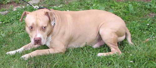 A tan thick bodied, muscular dog with rose ears and a brown nose laying down in green grass looking to the right