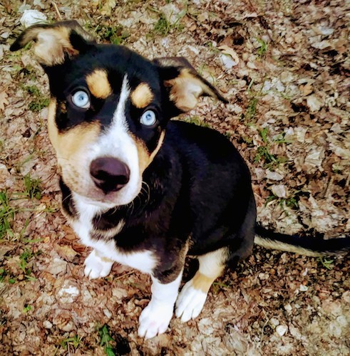A tricolor black, tan and white dog with ice blue eyes, ears that fold down and out to the sides, a brown nose and a long tail sitting down outside in brown leaves and grass