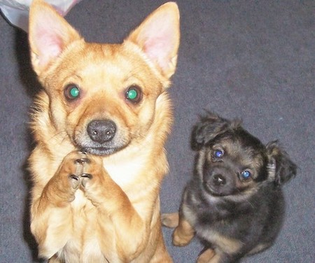 Two little Pomeranian Chihuahua mix breed dogs, one tan with prick ears in a begging pose next to a black and brown little puppy who is sitting down with ears that fold down to the sides