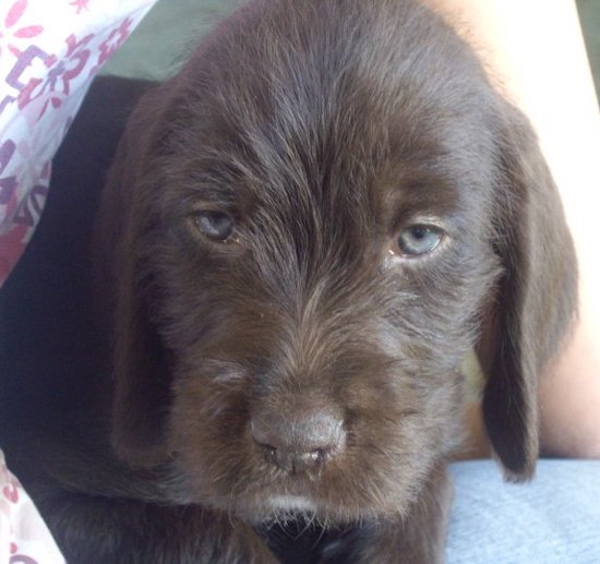 Close up head shot of a blue-eyed, brown dog with soft ears that hang to the sides and a dark brown nose looking sleepy