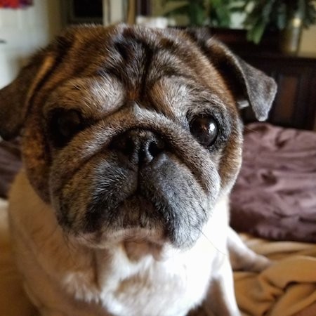 Front view head shot of a little wrinkly tan and black dog with a round head, big round black eyes and a nose that is pushed back into the snout sitting on a person's bed