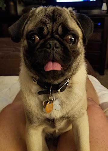 Front view of a little tan and black dog with a round head, big round eyes, a little pushed back snout and black ears that hang to the sides sitting on a person's lap who is watching TV