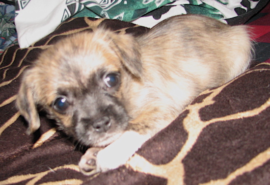 A little brown brindle and black puppy with wide round eyes and white paws laying down