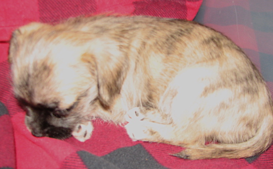 A little small breed puppy with a brown brindle coat and a black snout sleeping on a red blanket
