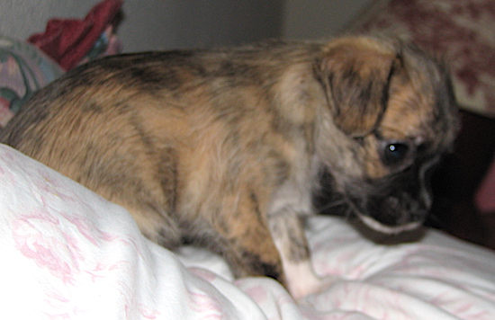 A small brown brindle with white puppy sitting on a person's bed