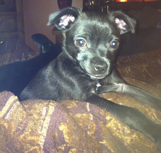 A shiny-coated, little black dog with rose ears, brown eyes, a black nose, long front legs and a short snout laying with his front legs across a maroon and gold blanket