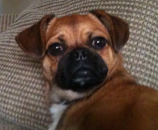 Head and upper body shot of a thick bodied, tan dog with a white chest, black pushed back snout, wide round brown eyes, a black nose and ears that fold over to the front laying on a tan couch