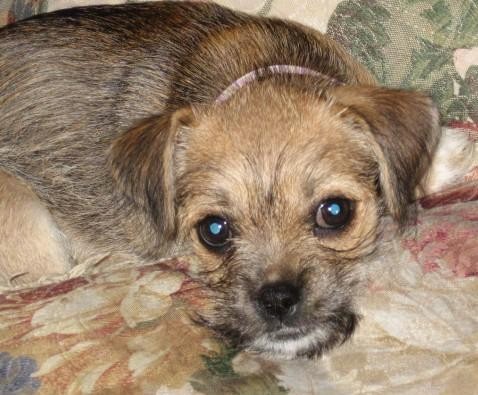 A small tan with black puppy with wide round brown eyes and a black nose, small v-shaped ears that hang to the sides wearing a pink collar laying down on a floral couch