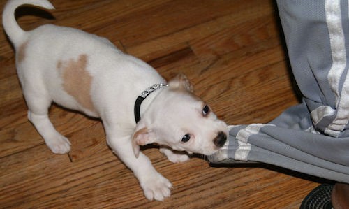 A little white puppy with tan patches tugging on a gray pair of sweat pants that a person is wearing