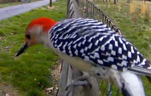 A bird with a red head, long black beak, black and white striped body and white belly standing on a fence