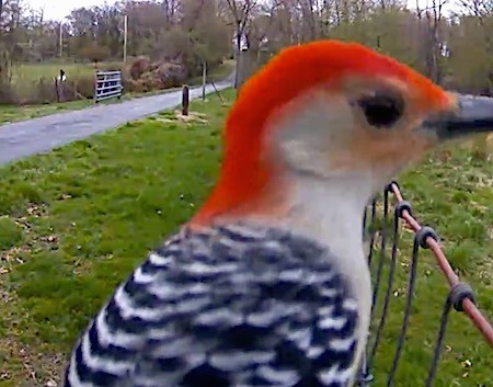 Close up of a bird with red on the top of his head, white on the side of his head, a black eye, a long black beak, a white chest and a black and white striped body sitting on a fence