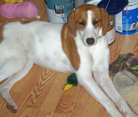 A fawn and white dog with long soft looking ears that hang to the sides, long legs, a black nose and some ticking spots mixed in with her white coat laying down