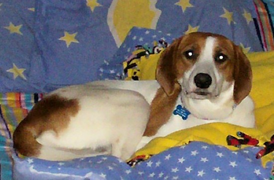 A red and white hound looking dog laying down on a person's bed