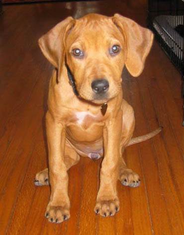 A small reddish brown puppy with long soft ears, a black nose and a white spot on his chest sitting down on a hardwood floor.