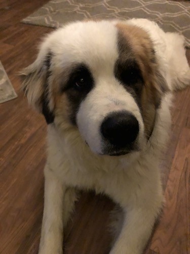 An extra large white dog with a dark mask, a large black nose and dark eyes laying down on a hardwood floor