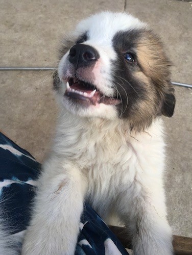 A thick-coated, fluffy, soft-looking, white puppy wiht a black and tan mask jumping up at someone's leg with his ears pinned back looking happy