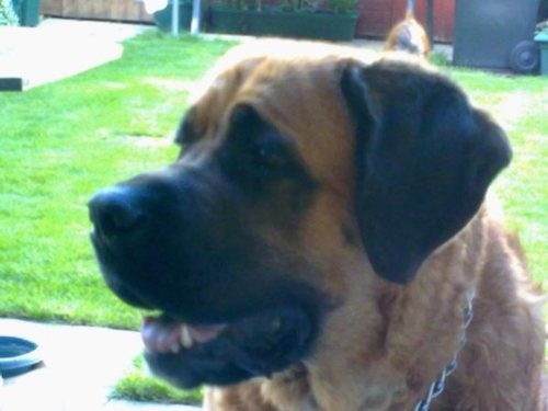 Side view head shot of a huge tan and black mastiff type dog standing outside in a grass yard