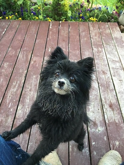 A fluffy little black dog with mud all over his face with his front paws on a person who is sitting outside on a wooden deck with flowers at the edge of the deck